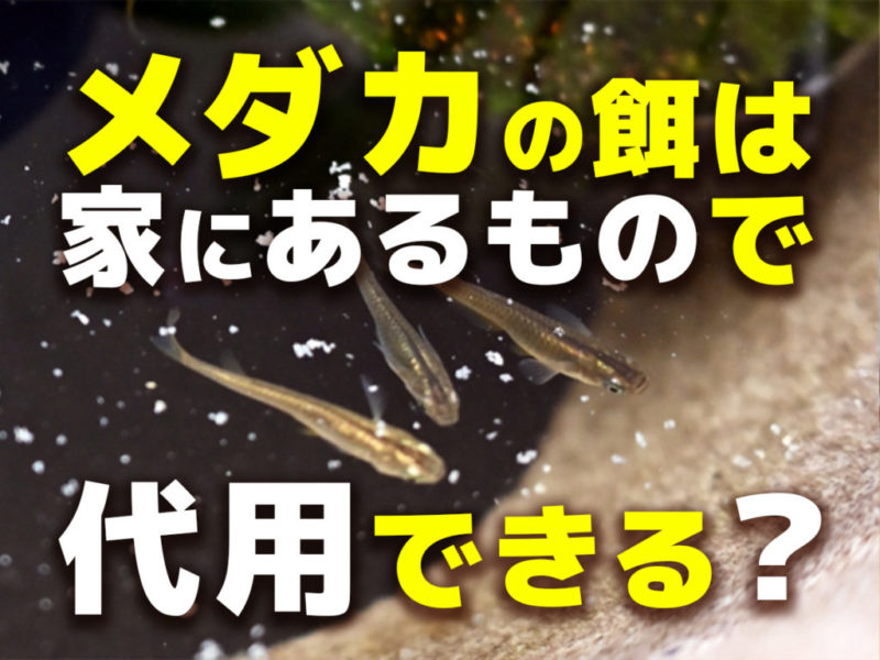 メダカの餌は家にあるもので代用できる?の文字入り画像