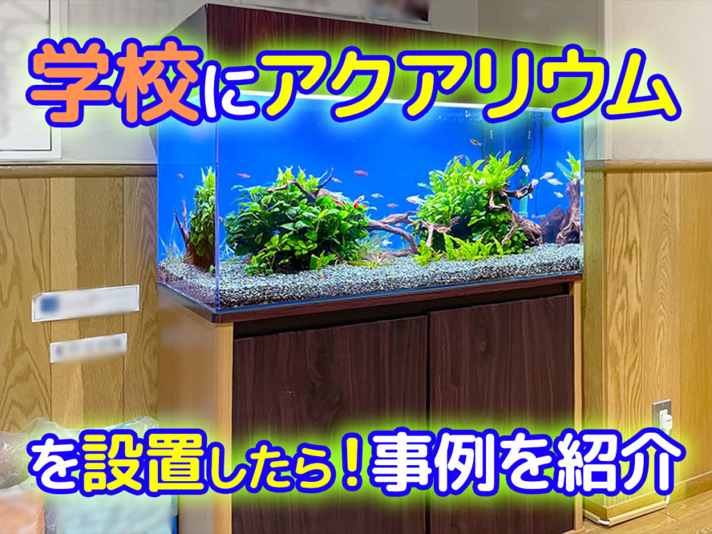 学校に熱帯魚水槽を設置したらこうなった!15事例を紹介します!のサムネイル画像
