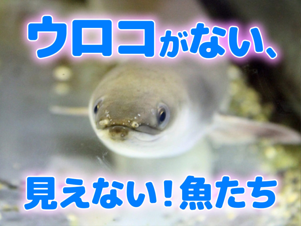 鱗がない・見えない魚10選！飼育できるユニークな魚種と飼育の注意点のサムネイル画像