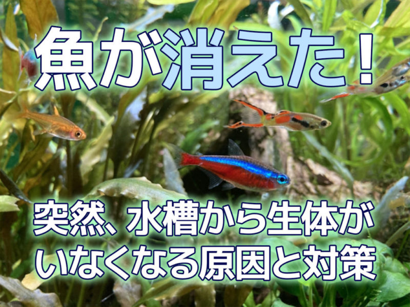 水槽から生体がいなくなる原因と対策の見出し画像