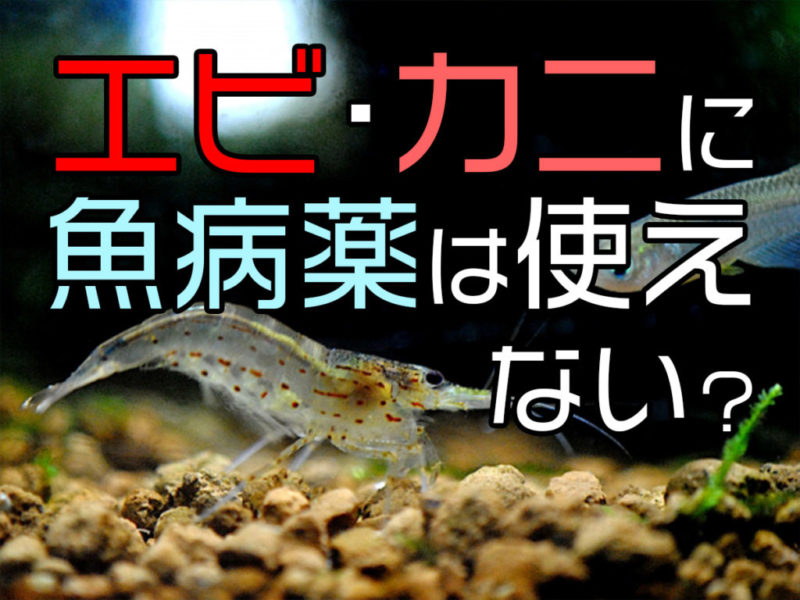 エビ・カニに魚病薬は使えない?の文字とエビの見出し画像