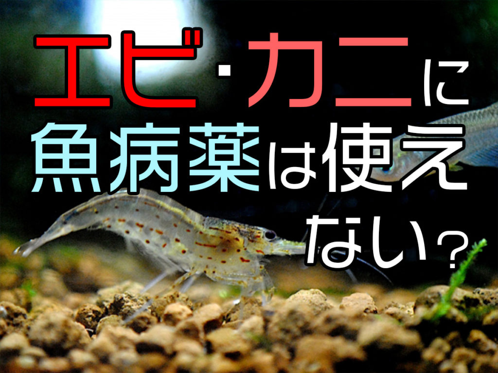 エビやカニに魚病薬は使えない?理由と使える薬、病気対策を紹介しますのサムネイル画像