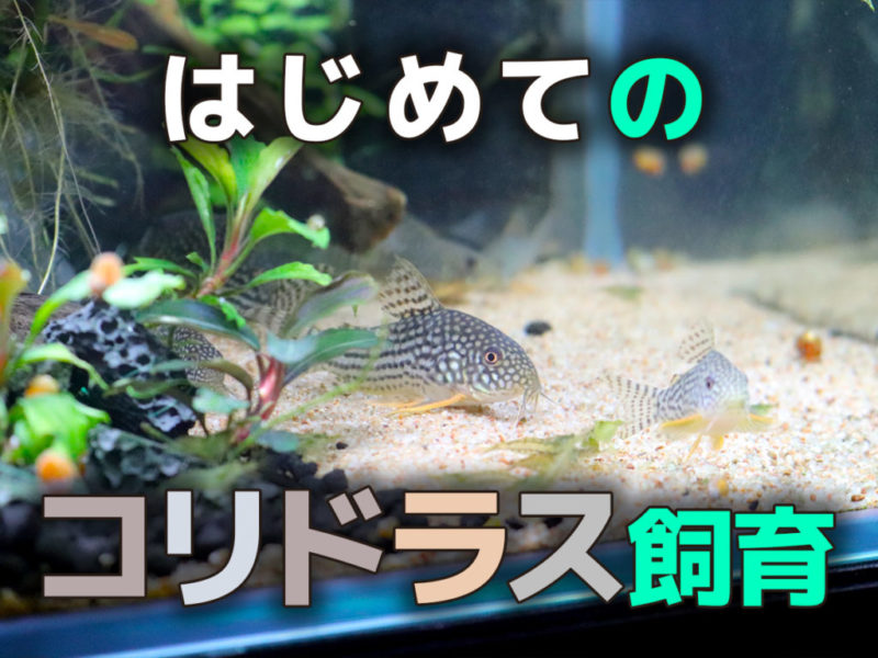 はじめてのコリドラス飼育の文字とコリドラスの仲間