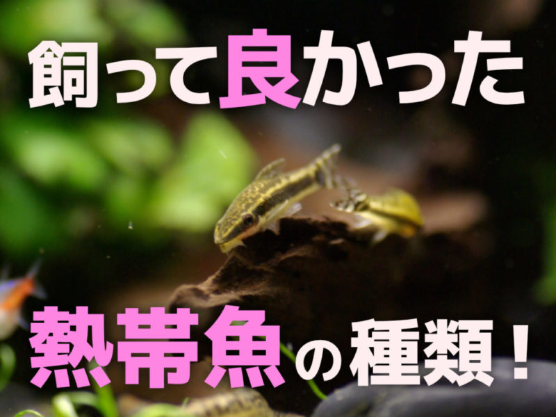 飼って良かった熱帯魚の種類！と書かれた見出し画像