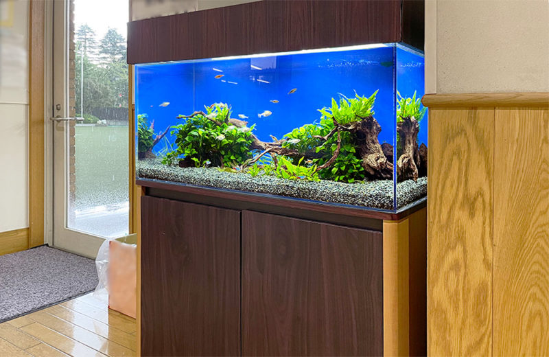青い背景に流木と水草を配置した熱帯魚水槽と木製水槽台