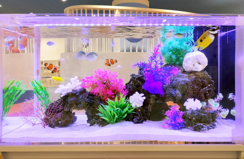 カラフルな人工水草と海水魚が泳ぐ横長の水槽レイアウト
