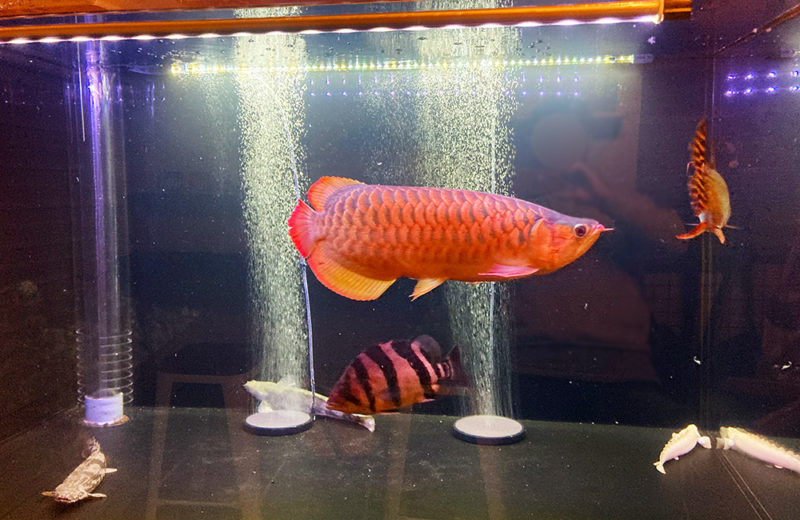 個人宅様に150cmのアロワナ水槽を販売・設置！熱帯魚が入りました！ 水槽画像２