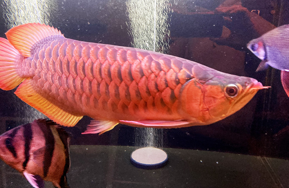 赤いアロワナとダトニオが泳ぐ水槽内の大型熱帯魚群