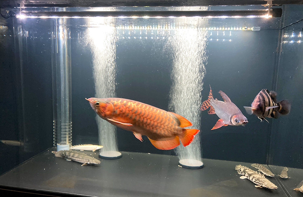 アロワナや大型魚が泳ぐエアレーションの効いた水槽