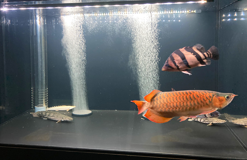 アロワナやダトニオが泳ぐ大型魚の混泳水槽