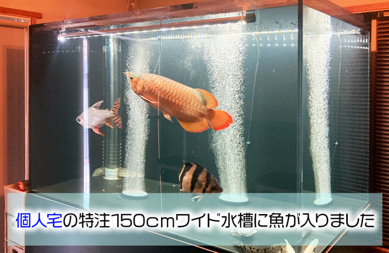 リビングの海水魚水槽・その後！シマキンチャクフグをお迎えしました