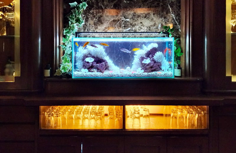 きららシャンテ様に90cmシクリッド水槽をレンタル!その後の様子 水槽画像2