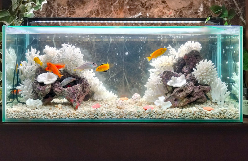 きららシャンテ様に90cmシクリッド水槽をレンタル!その後の様子 水槽画像4