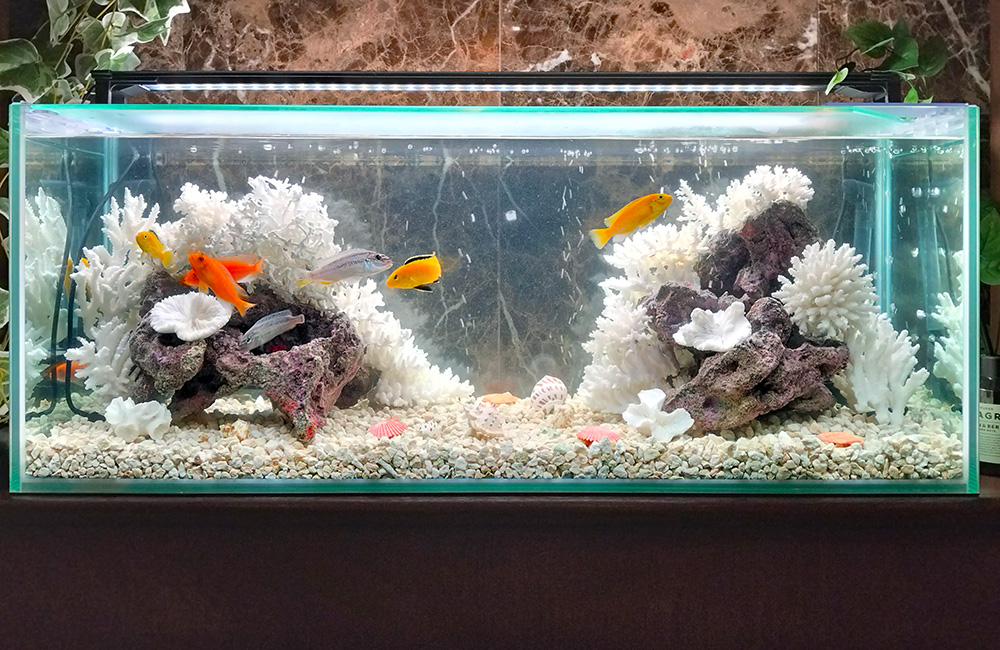 白いサンゴと熱帯魚が泳ぐ明るい水槽レイアウト