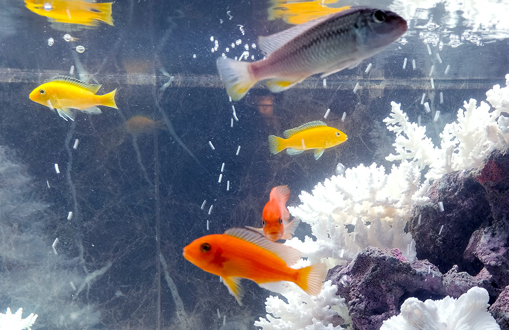 白いサンゴと岩の周りを泳ぐ黄色や橙色の熱帯魚たち