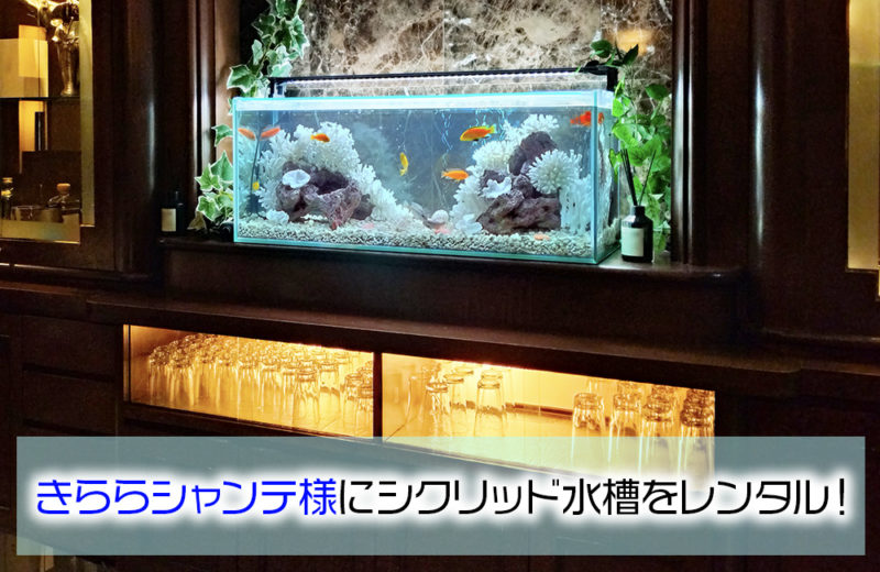 きららシャンテ様に90cmシクリッド水槽をレンタル!その後の様子 水槽画像1