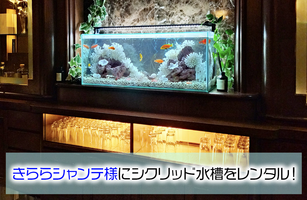 きららシャンテ様に90cmシクリッド水槽をレンタル！その後の様子 メイン画像