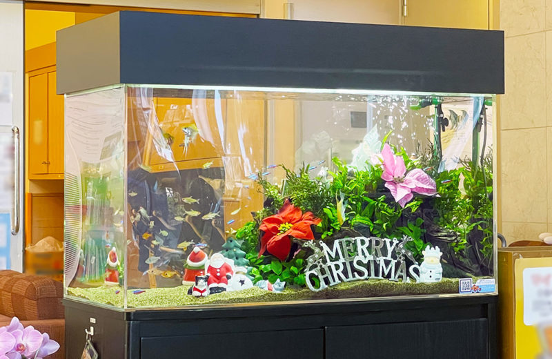 福祉施設様のクリスマス水槽!90cm淡水魚水槽に季節のレイアウト! 水槽画像4