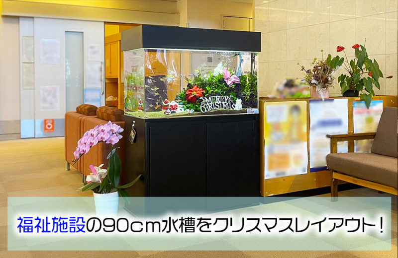 福祉施設様のクリスマス水槽!90cm淡水魚水槽に季節のレイアウト! 水槽画像1