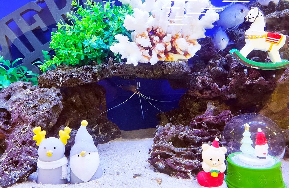 クリスマス装飾を施した海水魚水槽のレイアウト
