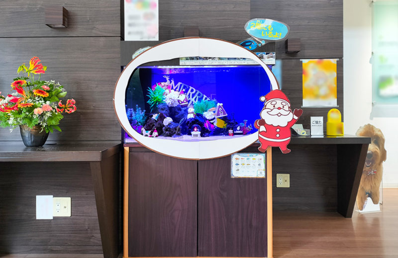 施設様のクリスマス水槽2台目!サンタのオブジェがかわいいアクアリウム 水槽画像5