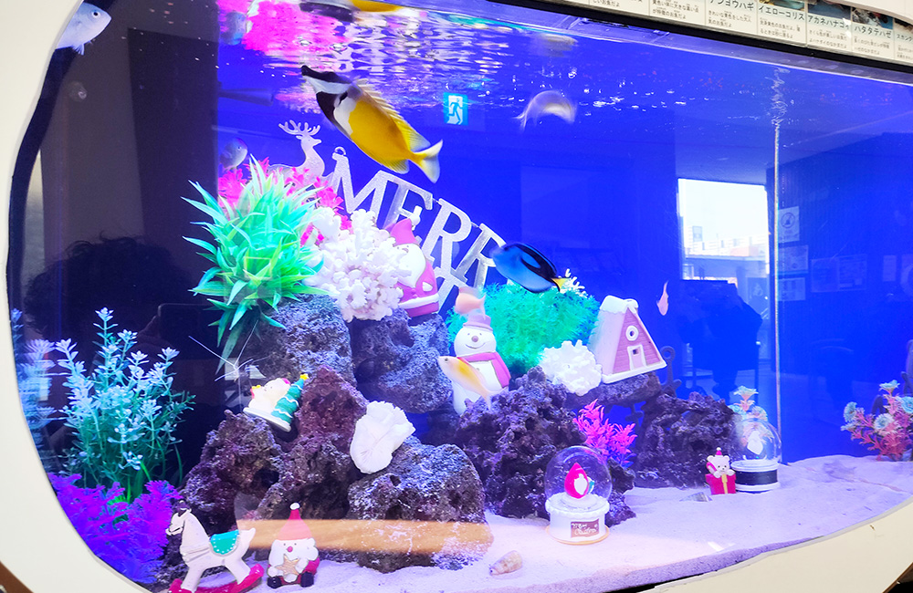 クリスマス装飾を施した海水魚水槽と泳ぐ熱帯魚たち