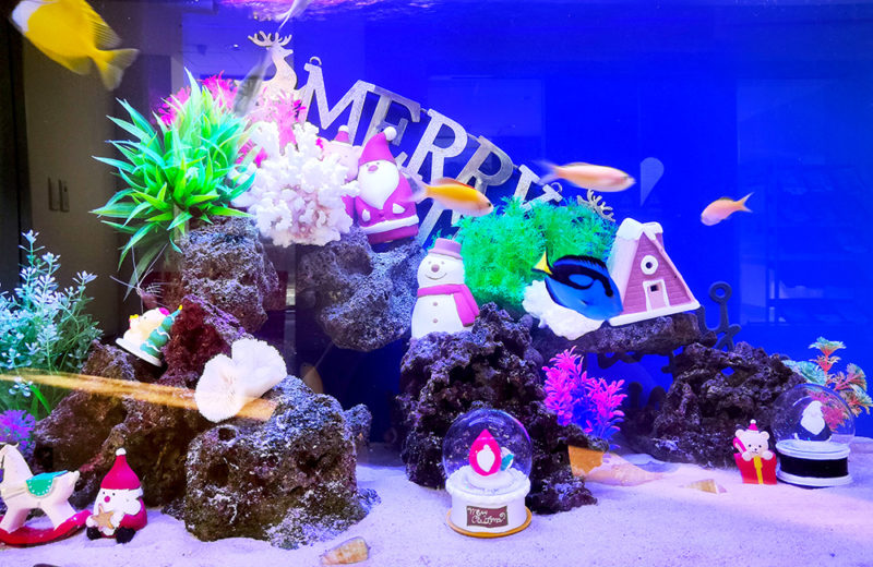 施設様のクリスマス水槽2台目!サンタのオブジェがかわいいアクアリウム 水槽画像4
