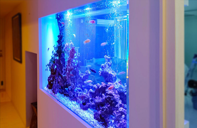 個人宅様の大型埋め込み水槽!横幅148cm・シクリッド水槽のその後 水槽画像4