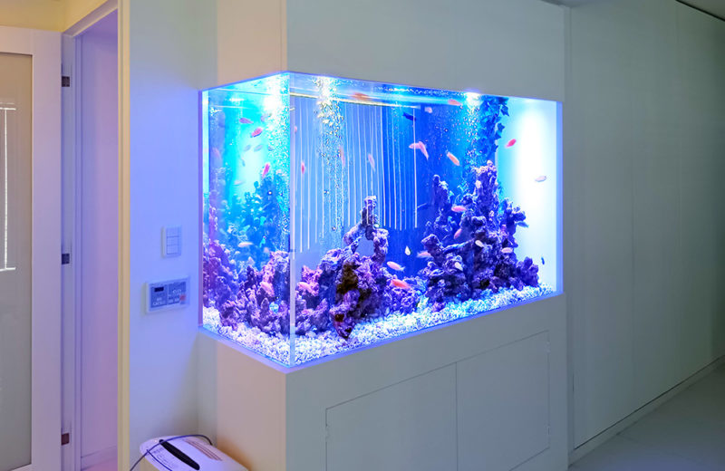 個人宅様の大型埋め込み水槽!横幅148cm・シクリッド水槽のその後 水槽画像2