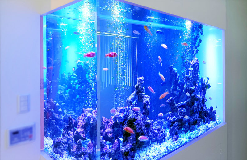 個人宅様の大型埋め込み水槽!横幅148cm・シクリッド水槽のその後 水槽画像5
