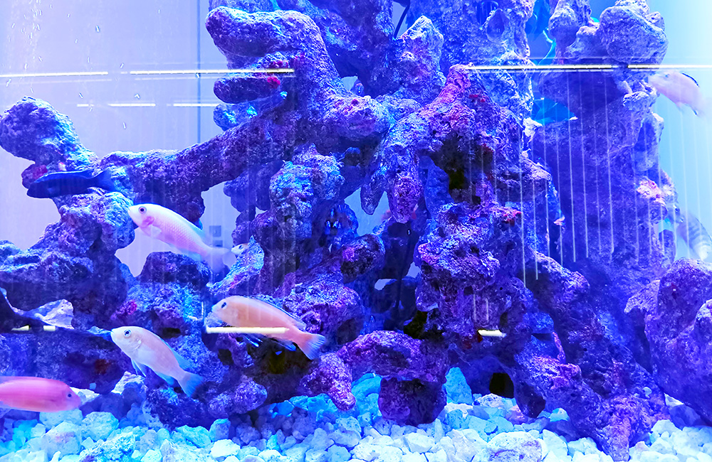 紫色の岩を組んだ水槽内を泳ぐ淡水魚の仲間たち