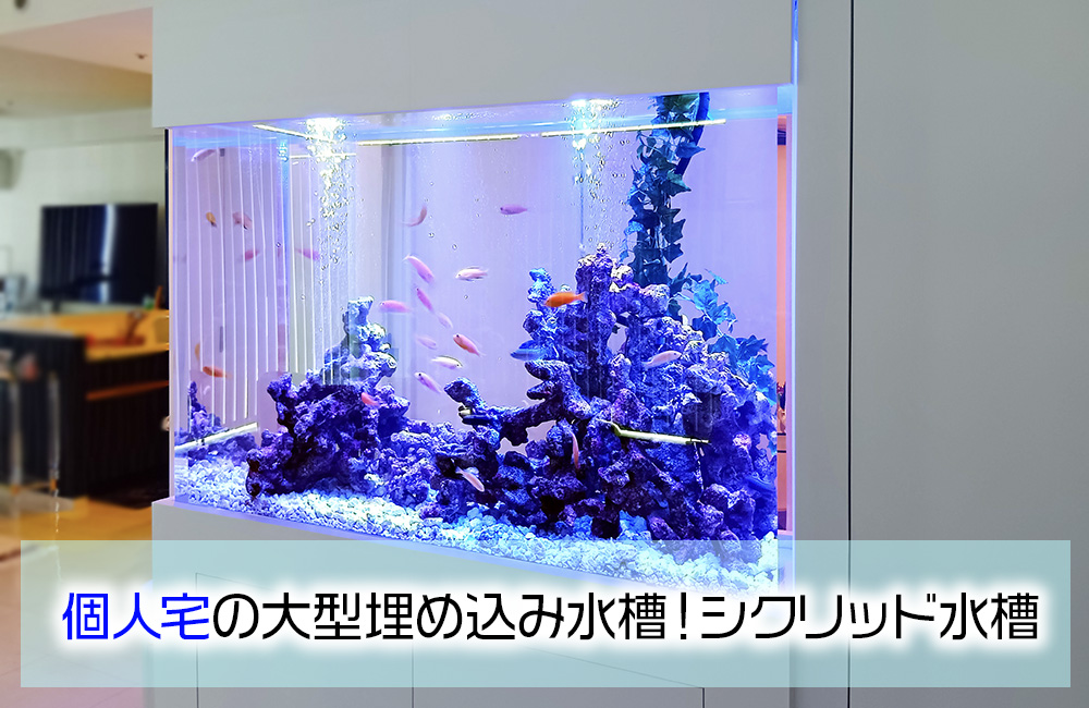 個人宅様の大型埋め込み水槽！横幅148cm・シクリッド水槽のその後のサムネイル画像
