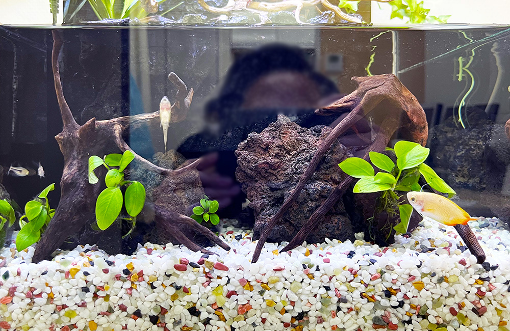 流木とアヌビアス類を配置した熱帯魚水槽のレイアウト