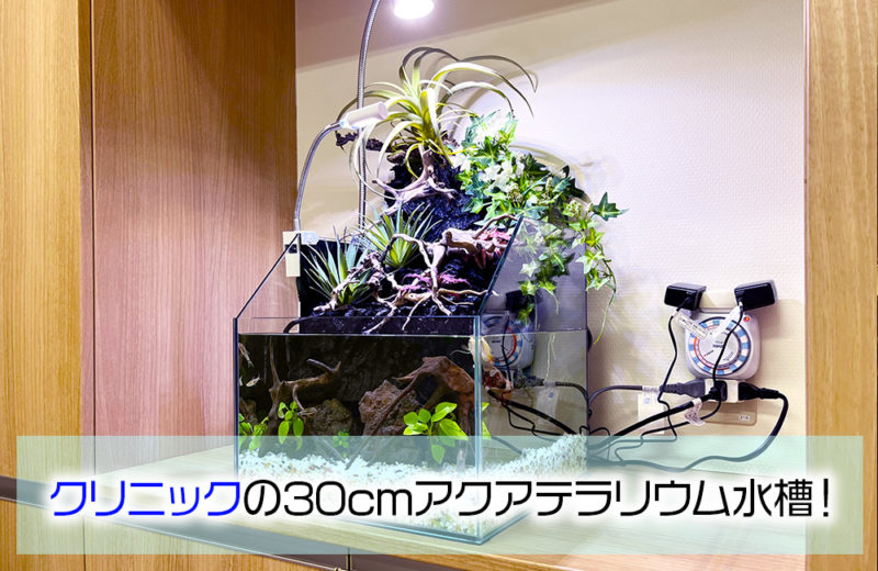 クリニックの30cmアクアテラリウム水槽!コンパクトな癒しの水槽 水槽画像1