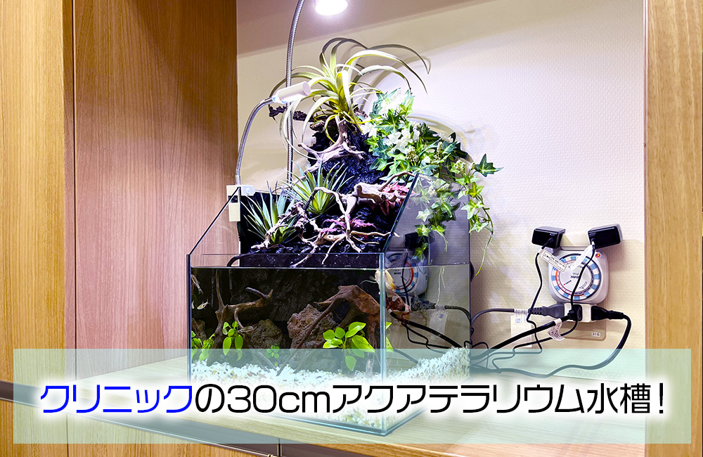 クリニックの30cmアクアテラリウム水槽!コンパクトな癒しの水槽
