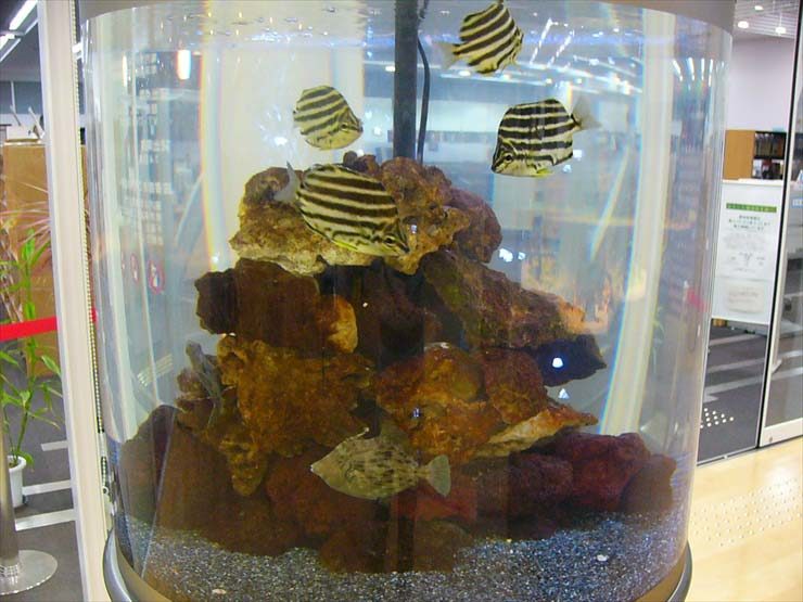円柱水槽で泳ぐ縞模様の海水魚と積み上げられた岩礁