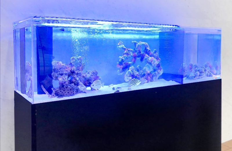 青い照明の海水魚水槽とライブロックや熱帯魚の配置