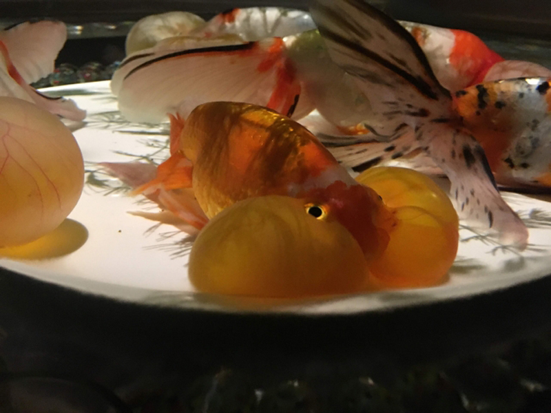 水槽の底で泳ぐ水泡眼と数匹の金魚の群れ