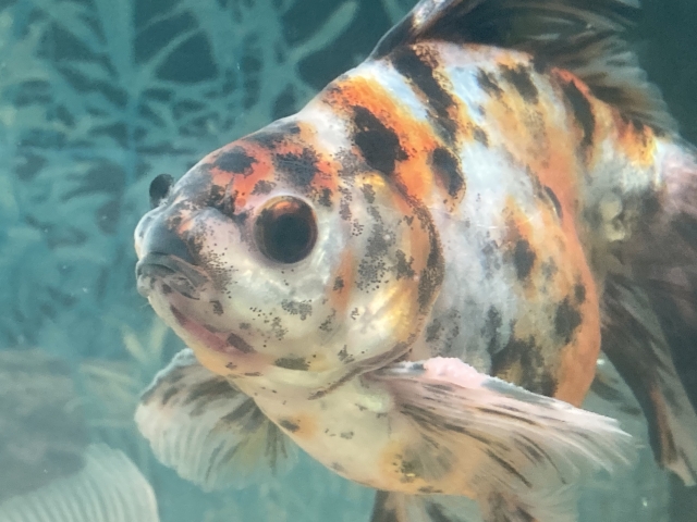 赤・白・黒の三色模様を持つ出目金型の金魚の顔面アップ