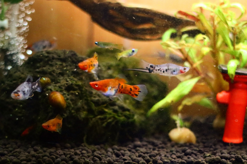 水槽内を泳ぐプラティの仲間と水草や流木のレイアウト