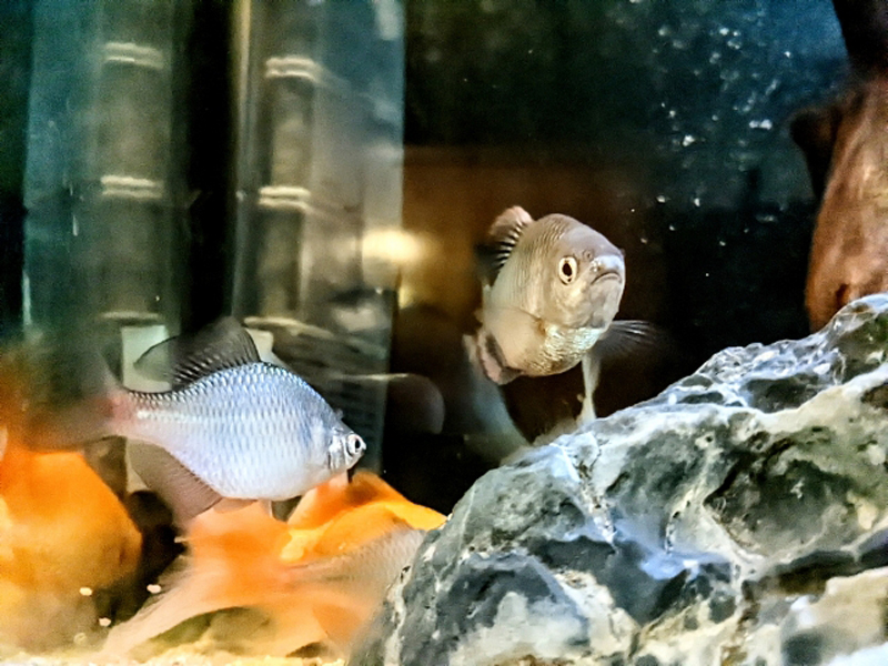 水槽内の石の影から顔を出す淡水魚と泳ぐ金魚の姿
