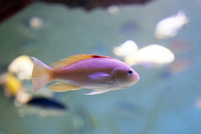 水槽内を泳ぐピンク色の海水魚と背景の熱帯魚群