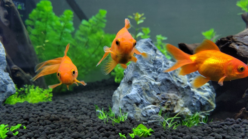 水草と石を配置した水槽内を泳ぐ3匹の金魚