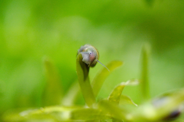 水草の葉の上を移動する小さな巻貝の仲間
