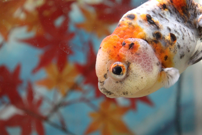紅葉の背景と白地に赤黒の斑点がある金魚の顔周り