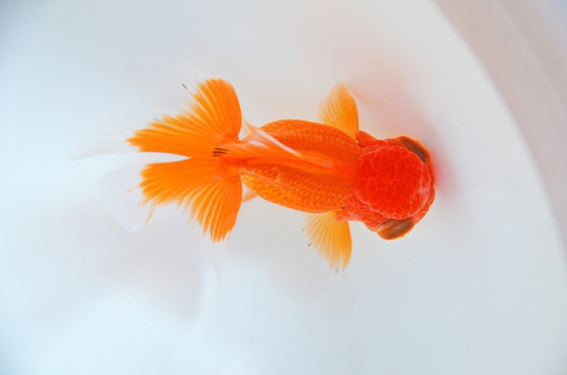 白い容器の中を泳ぐ赤い金魚の俯瞰画像