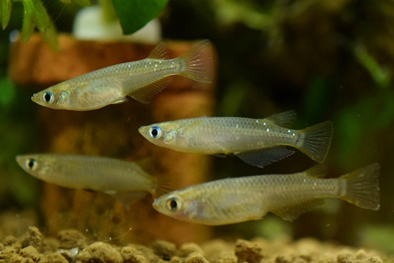 水槽内を泳ぐ4匹のメダカと底砂のソイル