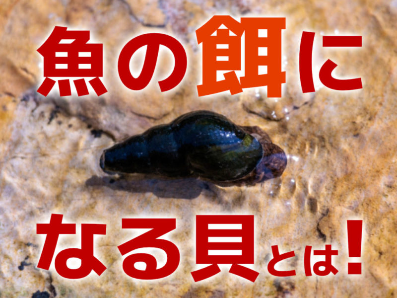 魚の餌になる貝5選!貝を餌にするメリット・給餌の注意点なども解説