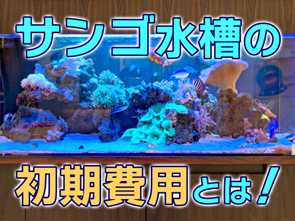 サンゴ水槽の初期費用!いくらで始められる?目安と節約のコツを紹介のサムネイル画像