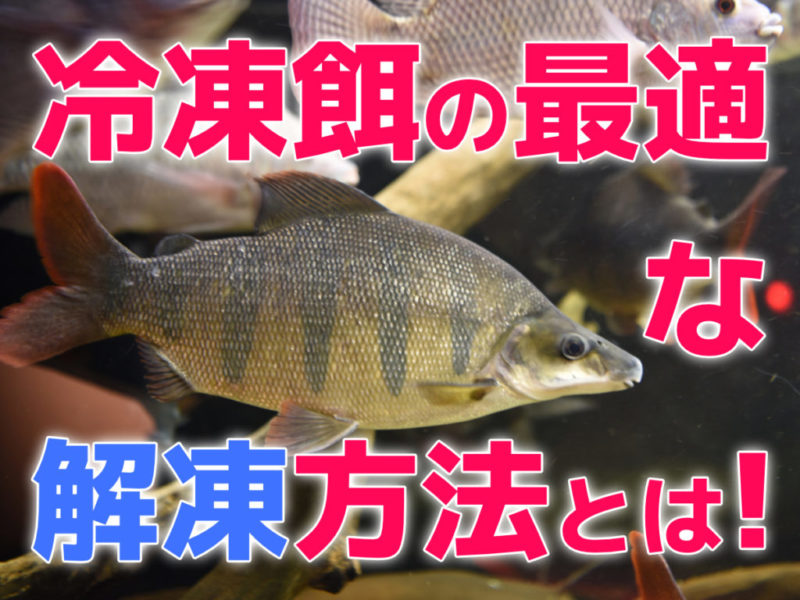 冷凍餌の最適な解凍方法とは!自然解凍はダメ?与え方の工夫も紹介